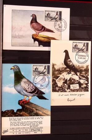Jolie collection sur le thème PIGEONS
