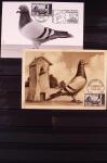 Jolie collection sur le thème PIGEONS