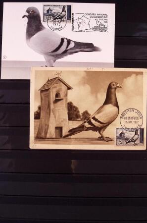 Jolie collection sur le thème PIGEONS