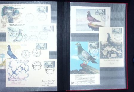 Jolie collection sur le thème PIGEONS