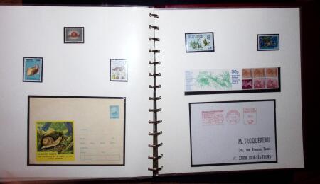THEMATIC COLLECTION of sea shells in 9 albums