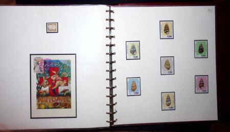 THEMATIC COLLECTION of sea shells in 9 albums