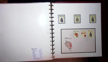 THEMATIC COLLECTION of sea shells in 9 albums