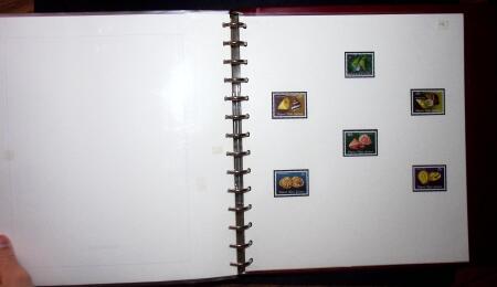 THEMATIC COLLECTION of sea shells in 9 albums