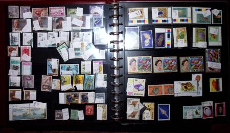 THEMATIC COLLECTION of sea shells in 9 albums