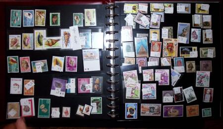 THEMATIC COLLECTION of sea shells in 9 albums