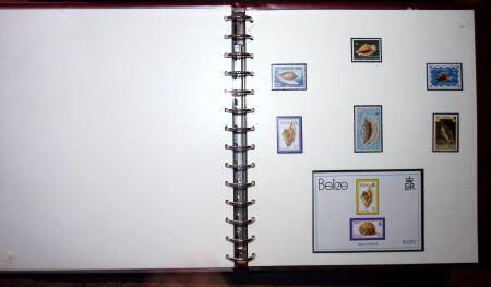 THEMATIC COLLECTION of sea shells in 9 albums