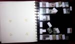 THEMATIC COLLECTION of sea shells in 9 albums