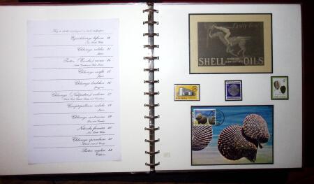 THEMATIC COLLECTION of sea shells in 9 albums
