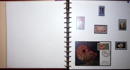 THEMATIC COLLECTION of sea shells in 9 albums