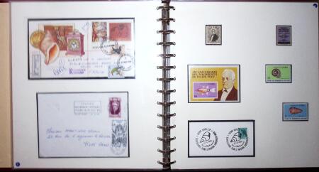 THEMATIC COLLECTION of sea shells in 9 albums