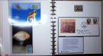 THEMATIC COLLECTION of sea shells in 9 albums
