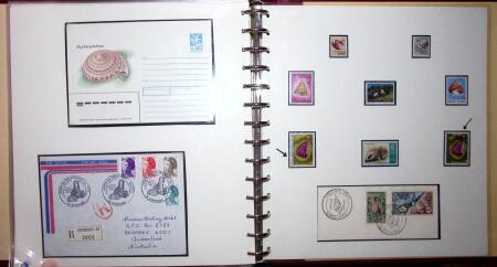 THEMATIC COLLECTION of sea shells in 9 albums