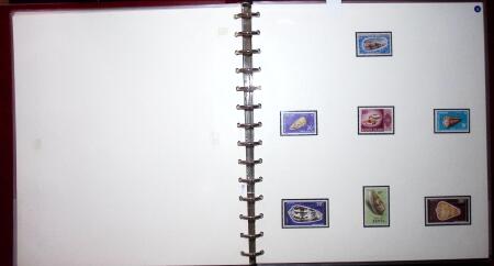 THEMATIC COLLECTION of sea shells in 9 albums