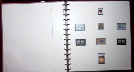 THEMATIC COLLECTION of sea shells in 9 albums