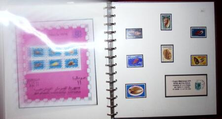 THEMATIC COLLECTION of sea shells in 9 albums