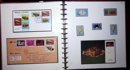 THEMATIC COLLECTION of sea shells in 9 albums