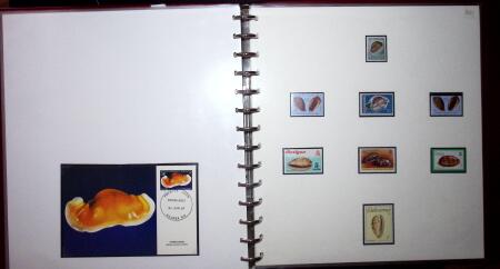 THEMATIC COLLECTION of sea shells in 9 albums