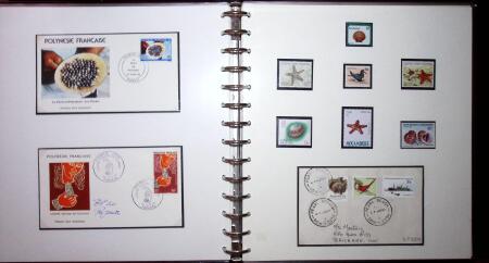 THEMATIC COLLECTION of sea shells in 9 albums