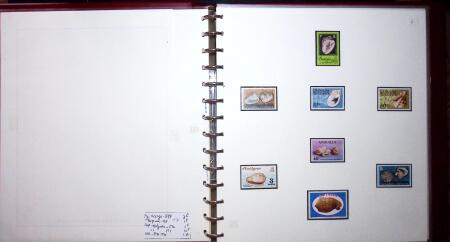 THEMATIC COLLECTION of sea shells in 9 albums