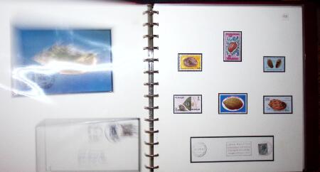 THEMATIC COLLECTION of sea shells in 9 albums