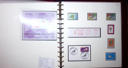 THEMATIC COLLECTION of sea shells in 9 albums