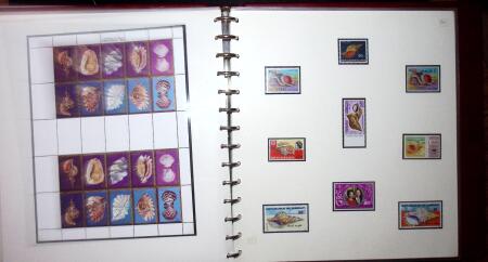 THEMATIC COLLECTION of sea shells in 9 albums