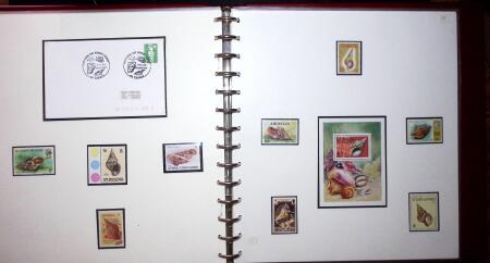 THEMATIC COLLECTION of sea shells in 9 albums
