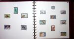 THEMATIC COLLECTION of sea shells in 9 albums