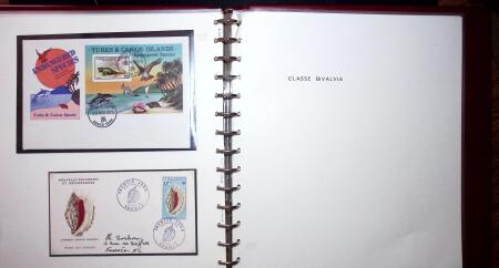 THEMATIC COLLECTION of sea shells in 9 albums