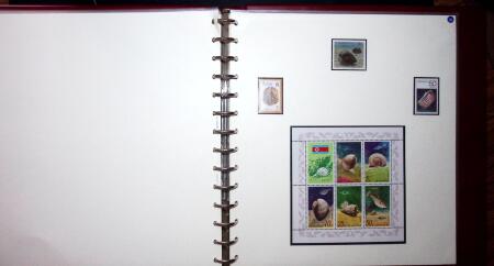 THEMATIC COLLECTION of sea shells in 9 albums