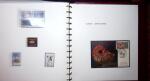 THEMATIC COLLECTION of sea shells in 9 albums
