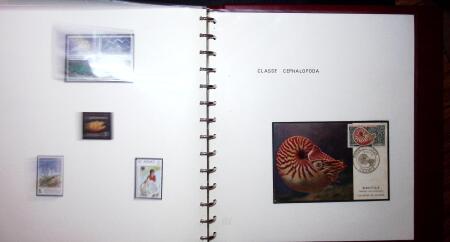 THEMATIC COLLECTION of sea shells in 9 albums