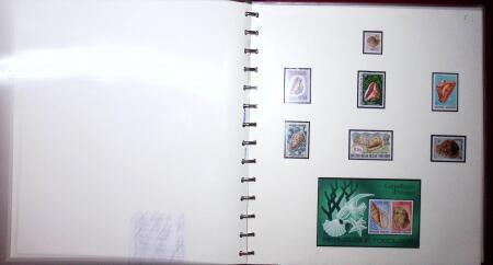 THEMATIC COLLECTION of sea shells in 9 albums