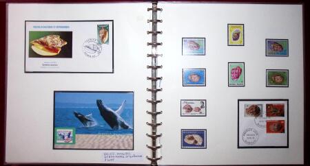THEMATIC COLLECTION of sea shells in 9 albums