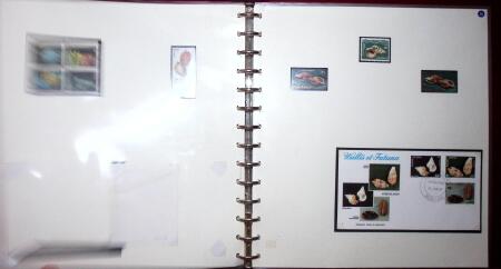 THEMATIC COLLECTION of sea shells in 9 albums