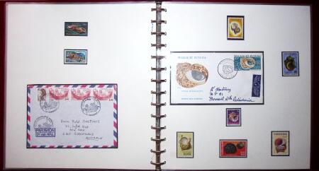 THEMATIC COLLECTION of sea shells in 9 albums