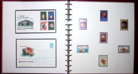 THEMATIC COLLECTION of sea shells in 9 albums