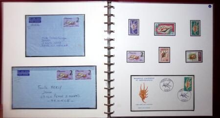 THEMATIC COLLECTION of sea shells in 9 albums