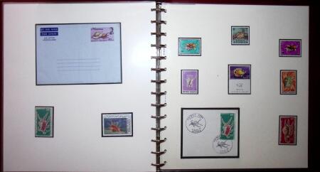 THEMATIC COLLECTION of sea shells in 9 albums