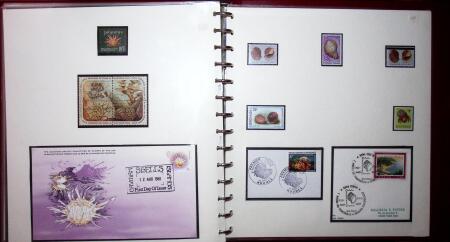 THEMATIC COLLECTION of sea shells in 9 albums