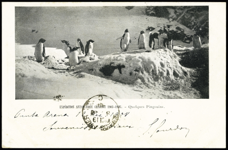 1908 Carte Postale "Quelques Pingouins" postée à