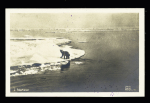 Carte postale photo neuve "Polarhavet" (ours sur la banquise) avec au verso griffe violette "Trois mâts aviso Pourquoi Pas?" et cachet violet avec ancre "Marine française service à la mer". TB
