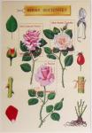 1849-1944, Collection de neufs et d'oblitérés avec