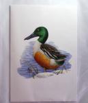 1849-2014 Attractive and extensive collection of Belgium