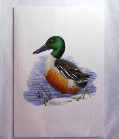 1849-2014 Attractive and extensive collection of Belgium