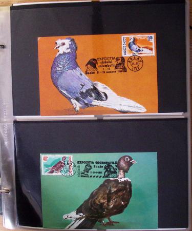 1870-2020, Jolie collection sur le thème des pigeons