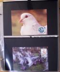 1870-2020, Jolie collection sur le thème des pigeons
