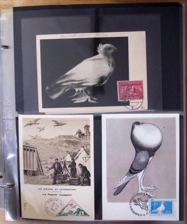 1870-2020, Jolie collection sur le thème des pigeons