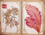 CPA: 2 classeurs de CPA fantaisie et illustrateurs,
